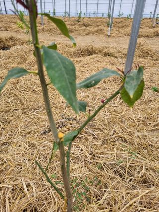 선선농원님의 기타작물 · 영농일지 작성글 사진