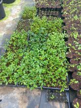 팜모닝 블루베리·자유게시판 게시글 이미지