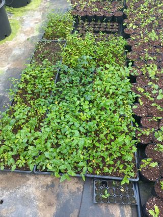 하늘농원님의 블루베리 · 자유게시판 작성글 사진