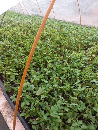 하늘농원님의 블루베리 · 자유게시판 작성글 사진