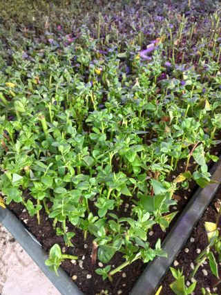 하늘농원님의 블루베리 · 자유게시판 작성글 사진