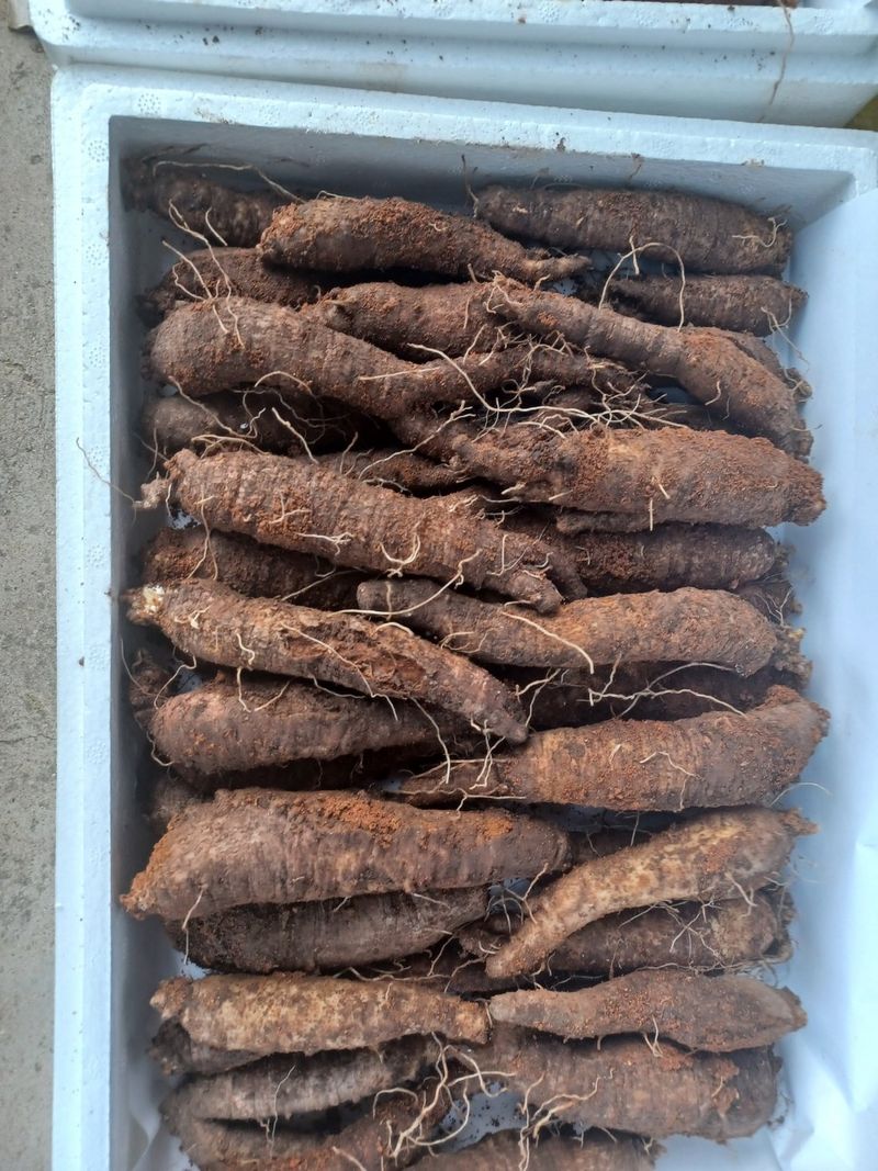 장터 상품 [더덕] 썸네일