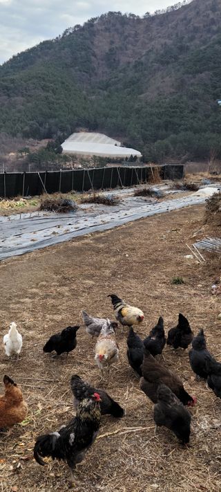 이숲농원님의 우리동네 · 동네수다 작성글 사진