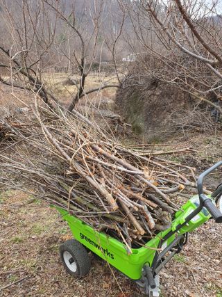 코지팜스테이님의 매실 · 영농일지 작성글 사진