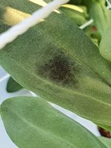 팜모닝 기타작물·병해충상담 게시글 이미지