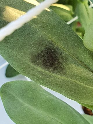 김숭기님의 기타작물 · 병해충상담 작성글 사진