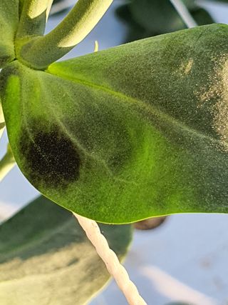 김숭기님의 기타작물 · 병해충상담 작성글 사진