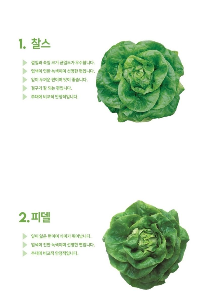 대산농사대장님의 장터 판매 상품 [프리미엄 고급유럽상추 ] 첨부 사진