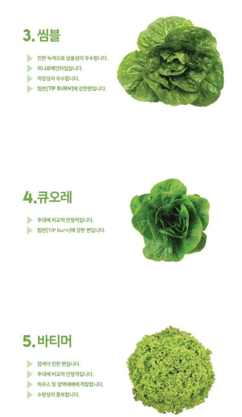 대산농사대장님의 장터 판매 상품 [프리미엄 고급유럽상추 ] 첨부 사진