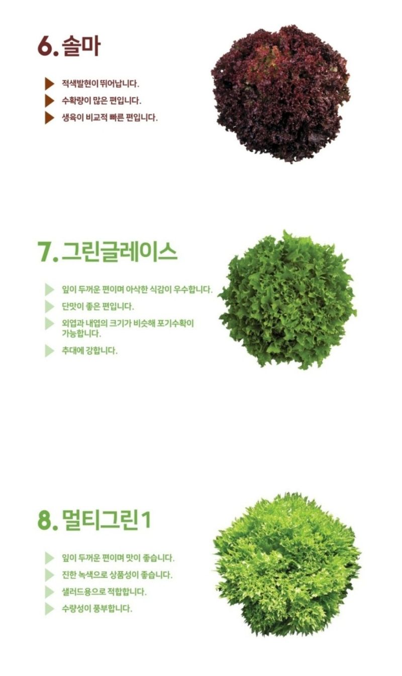 대산농사대장님의 장터 판매 상품 [프리미엄 고급유럽상추 ] 첨부 사진