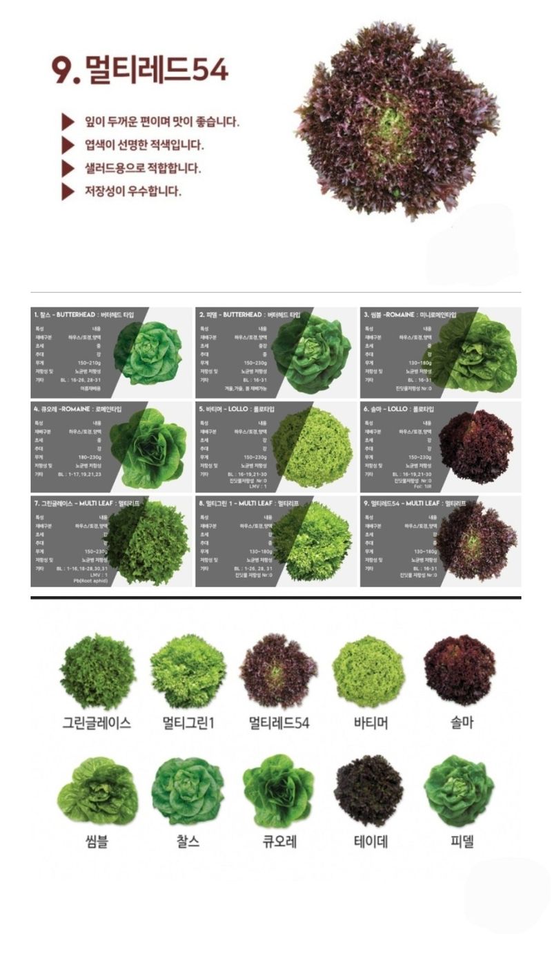대산농사대장님의 장터 판매 상품 [프리미엄 고급유럽상추 ] 첨부 사진