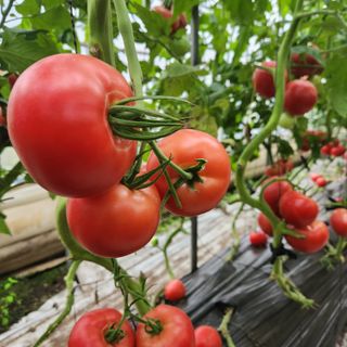 미소팜님의 작성글 사진