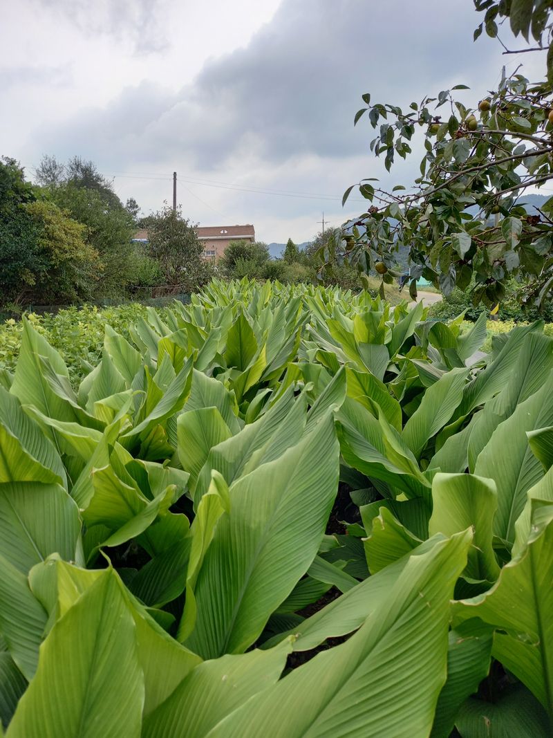 강헌구님의 장터 판매 상품 [강황 /환] 첨부 사진