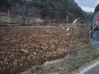 고추총각님의 벼 · 자유게시판 작성글 사진