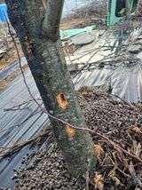 팜모닝 사과·병해충상담 게시글 이미지