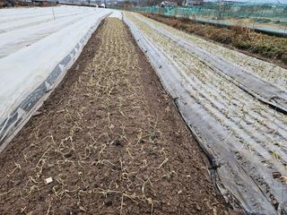 김봉학님의 마늘 · 영농일지 작성글 사진