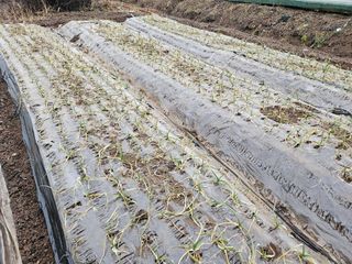 김봉학님의 마늘 · 영농일지 작성글 사진