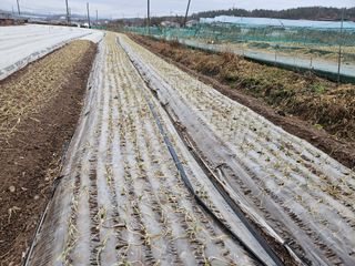 김봉학님의 마늘 · 영농일지 작성글 사진