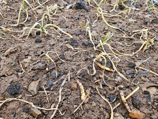 김봉학님의 마늘 · 영농일지 작성글 사진