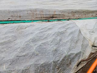 김봉학님의 마늘 · 영농일지 작성글 사진