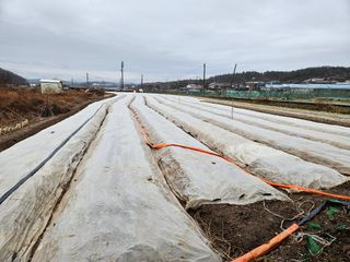 김봉학님의 마늘 · 영농일지 작성글 사진