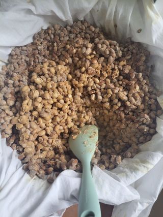 우영옥님의 옥수수 · 자유게시판 작성글 사진