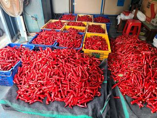 착한농부 안병하님의 고추 · 품종•종자 작성글 사진