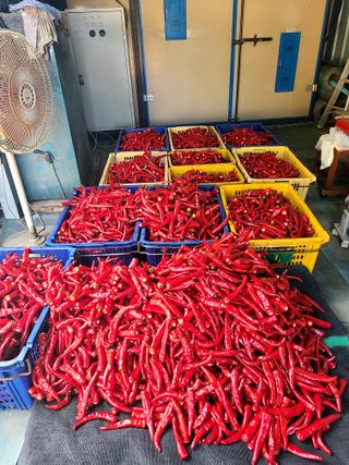 착한농부 안병하님의 고추 · 품종•종자 작성글 사진