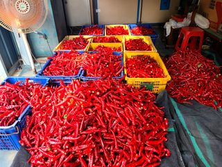 착한농부 안병하님의 고추 · 품종•종자 작성글 사진