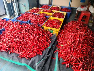 착한농부 안병하님의 고추 · 품종•종자 작성글 사진