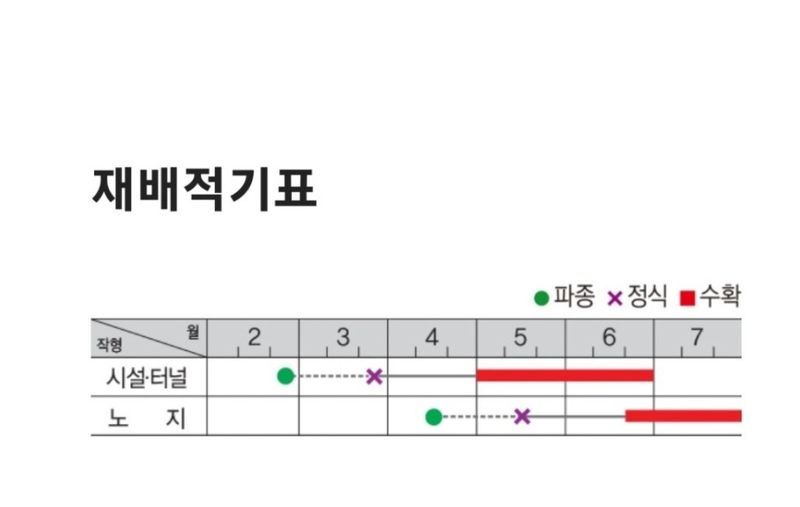 대산농사대장님의 장터 판매 상품 [신흑산호 가지 200립/ 전문농사 품종 종자 팜한농 흥농씨앗] 첨부 사진