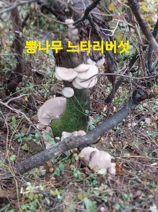 장철식님의 버섯 · 일상 작성글 사진