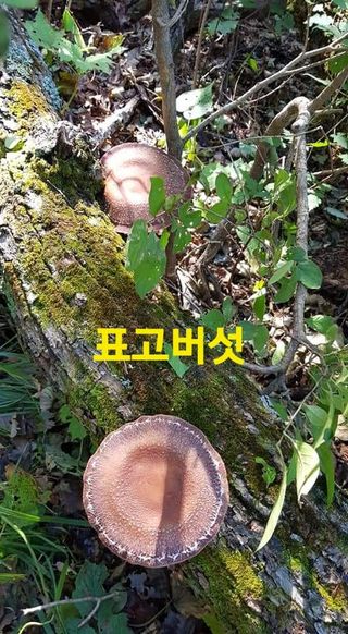 장철식님의 버섯 · 일상 작성글 사진