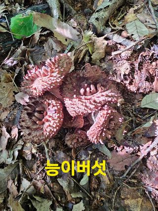 장철식님의 버섯 · 일상 작성글 사진