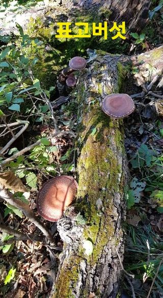 장철식님의 버섯 · 일상 작성글 사진