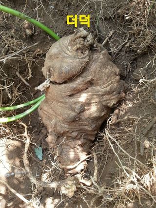 장철식님의 버섯 · 일상 작성글 사진