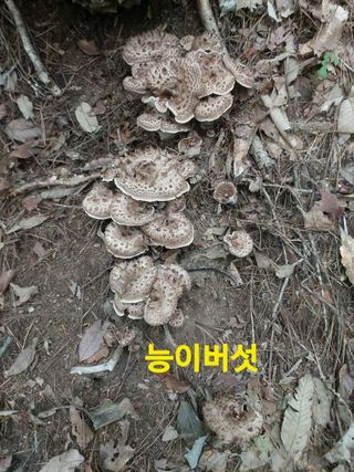 장철식님의 버섯 · 일상 작성글 사진