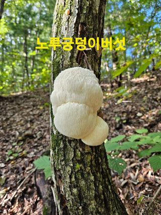 장철식님의 버섯 · 일상 작성글 사진