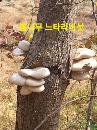 장철식님의 버섯 · 일상 작성글 사진