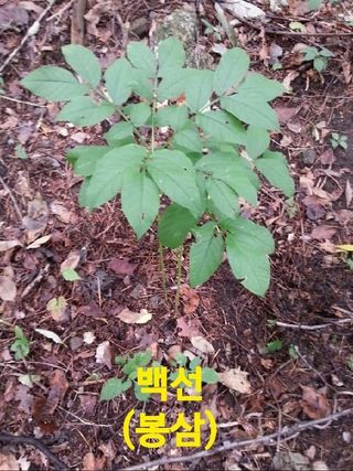 장철식님의 기타작물 · 자유게시판 작성글 사진