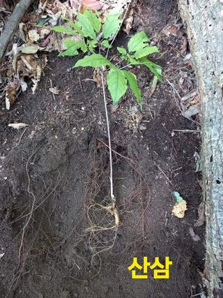 장철식님의 기타작물 · 자유게시판 작성글 사진