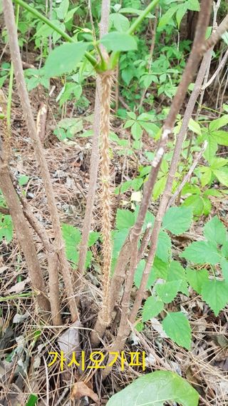 장철식님의 기타작물 · 자유게시판 작성글 사진