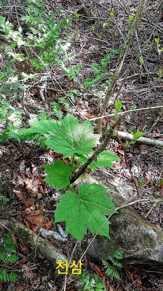 장철식님의 기타작물 · 자유게시판 작성글 사진