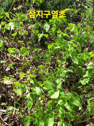 장철식님의 기타작물 · 자유게시판 작성글 사진