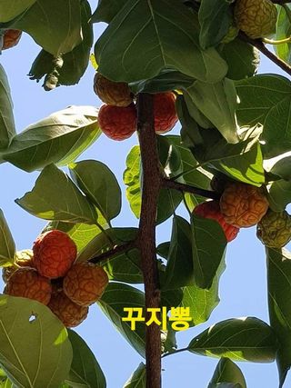 장철식님의 기타작물 · 자유게시판 작성글 사진