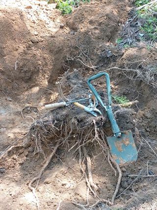 장철식님의 기타작물 · 자유게시판 작성글 사진