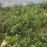 팜모닝 귤·영농일지 게시글 이미지