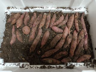 실로암농원님의 고구마 · 자유게시판 작성글 사진