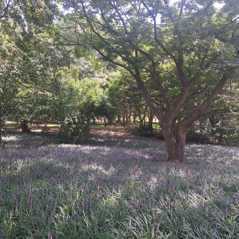 이은화님의 장터 판매 상품 [맥문동모종1000개] 첨부 사진