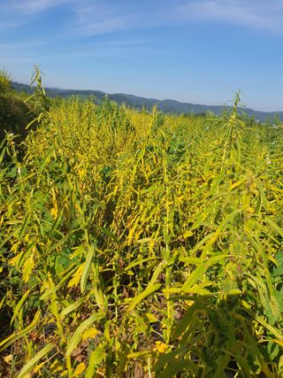 김영복님의 내가 아는 최고의 농부는? · 참여글 작성글 사진